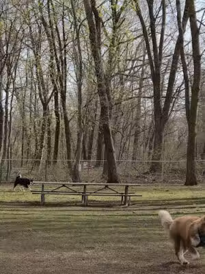 Wallingford Dog Park - Wallingford, CT