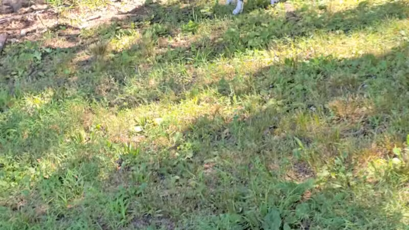 Wallingford Dog Park - Wallingford, CT