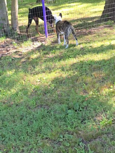 Wallingford Dog Park - Wallingford, CT