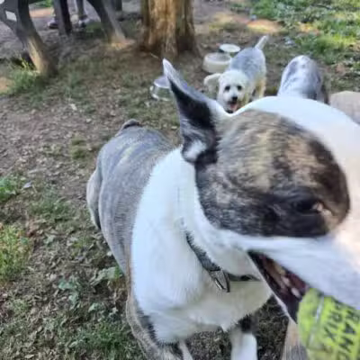 Wallingford Dog Park - Wallingford, CT