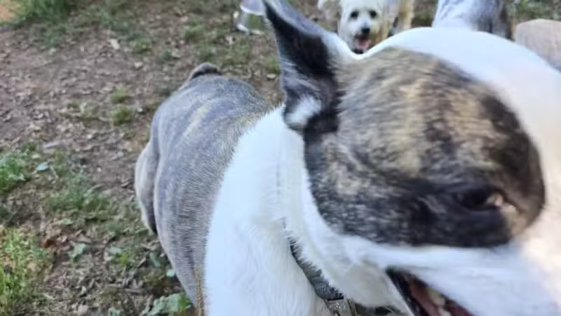 Wallingford Dog Park - Wallingford, CT