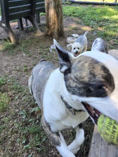 Wallingford Dog Park - Wallingford, CT