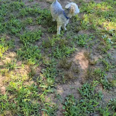 Wallingford Dog Park - Wallingford, CT