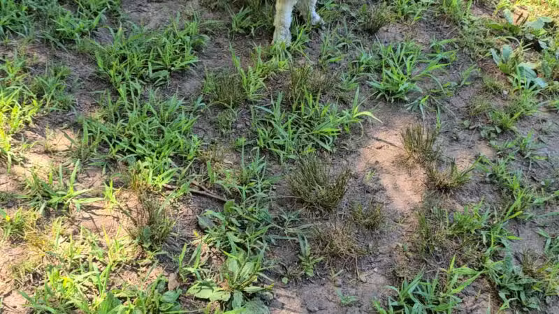 Wallingford Dog Park - Wallingford, CT
