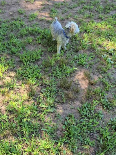 Wallingford Dog Park - Wallingford, CT