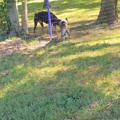 Wallingford Dog Park - Wallingford, CT