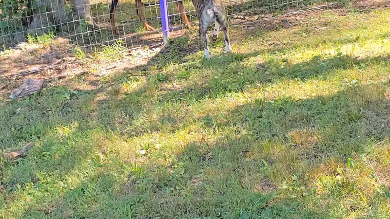 Wallingford Dog Park - Wallingford, CT