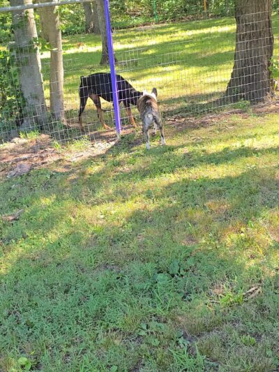 Wallingford Dog Park - Wallingford, CT