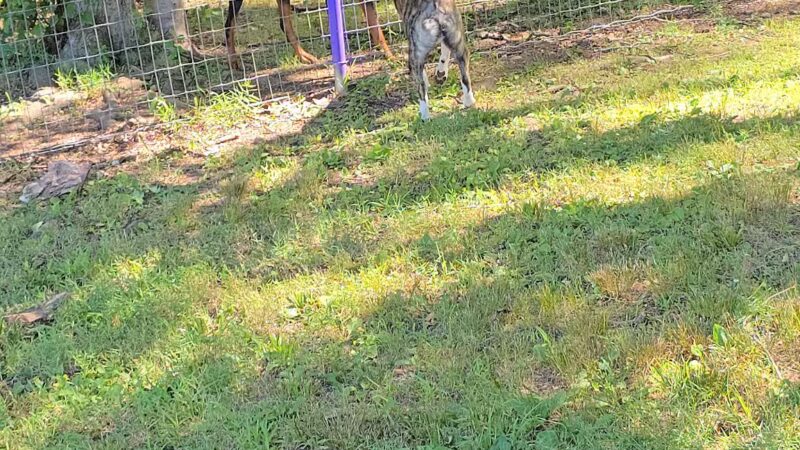 Wallingford Dog Park - Wallingford, CT