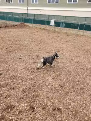 Dog Park - Wallington, NJ