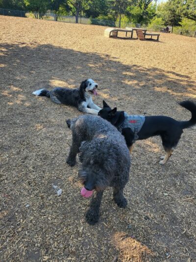Heather Farm Dog Park - Walnut Creek, CA