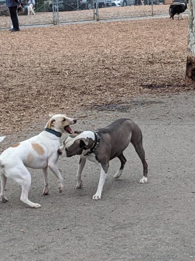 Heather Farm Dog Park - Walnut Creek, CA