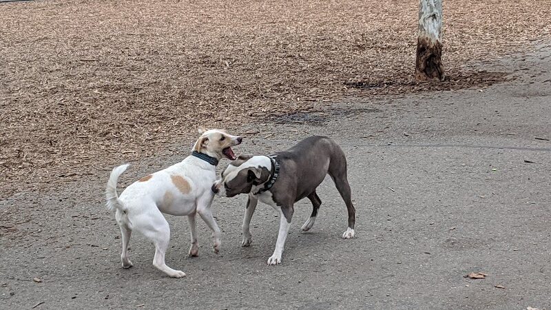 Heather Farm Dog Park - Walnut Creek, CA