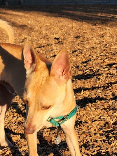 Heather Farm Dog Park - Walnut Creek, CA