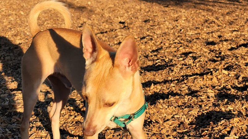 Heather Farm Dog Park - Walnut Creek, CA