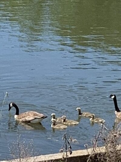 Heather Farm Dog Park - Walnut Creek, CA