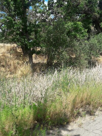 Heather Farm Dog Park - Walnut Creek, CA