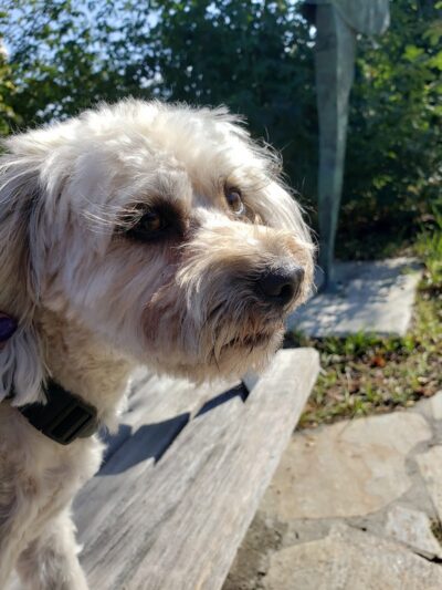 Heather Farm Dog Park - Walnut Creek, CA