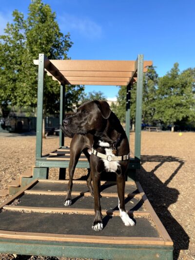 Heather Farm Dog Park - Walnut Creek, CA