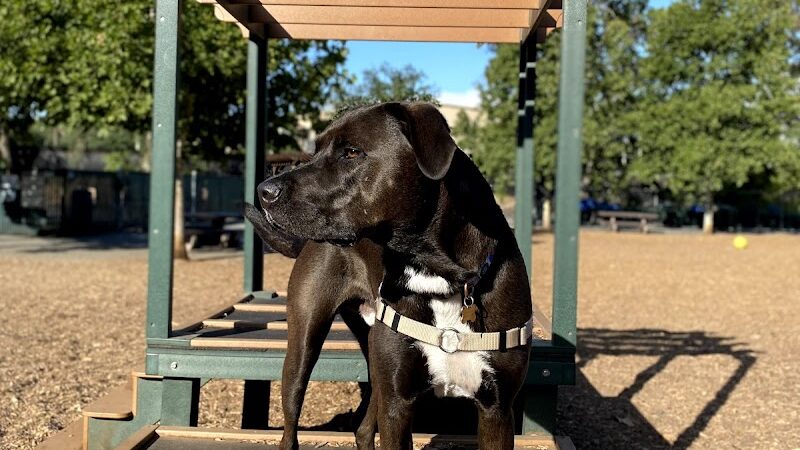 Heather Farm Dog Park - Walnut Creek, CA