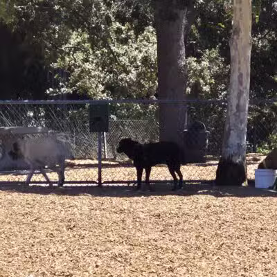 Heather Farm Dog Park - Walnut Creek, CA