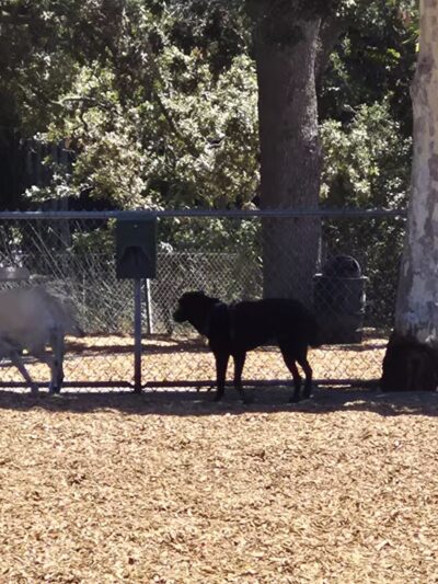 Heather Farm Dog Park - Walnut Creek, CA