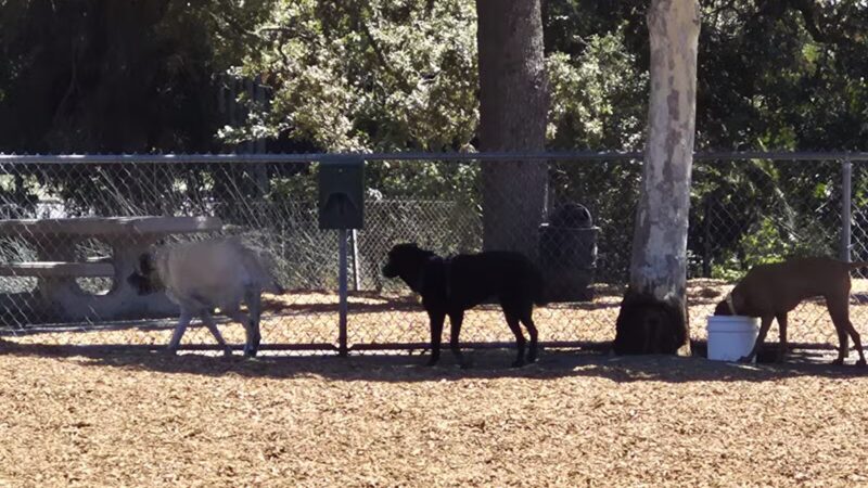 Heather Farm Dog Park - Walnut Creek, CA