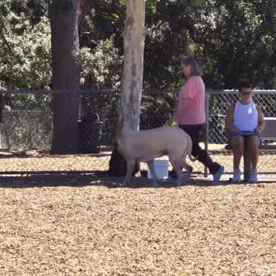 Heather Farm Dog Park - Walnut Creek, CA