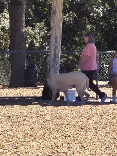 Heather Farm Dog Park - Walnut Creek, CA