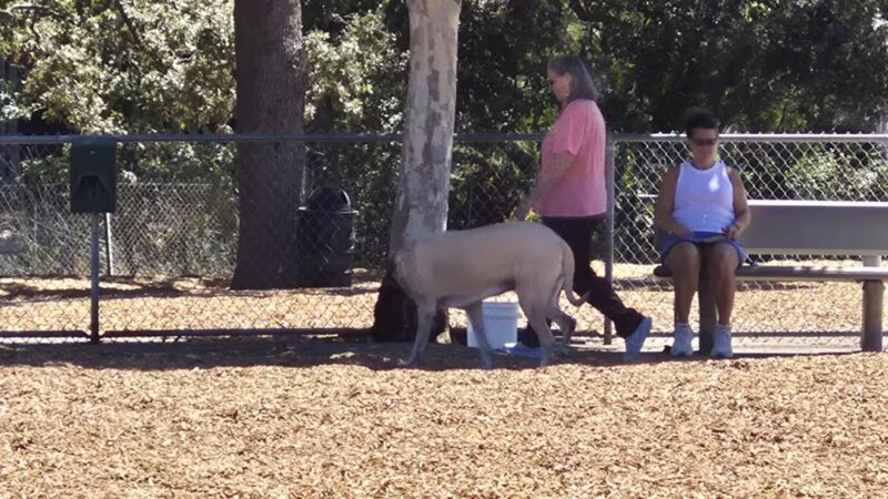 Heather Farm Dog Park - Walnut Creek, CA
