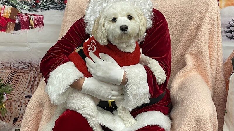 DogPerfect Canine Emporium LLC - Walpole, MA