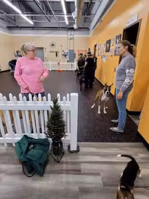 DogPerfect Canine Emporium LLC - Walpole, MA