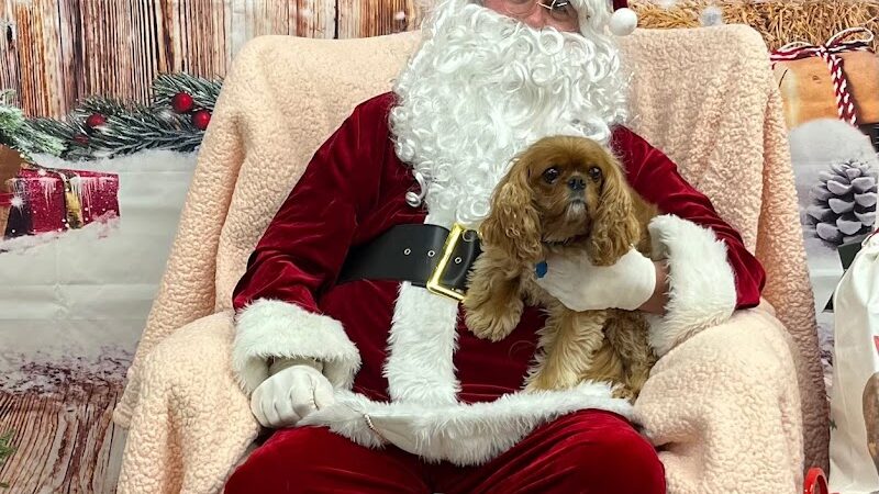 DogPerfect Canine Emporium LLC - Walpole, MA