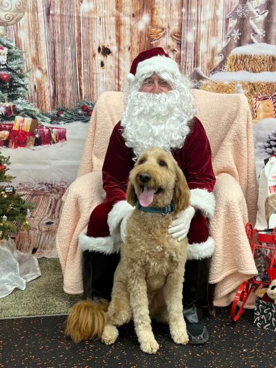 DogPerfect Canine Emporium LLC - Walpole, MA