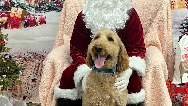 DogPerfect Canine Emporium LLC - Walpole, MA