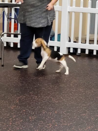 DogPerfect Canine Emporium LLC - Walpole, MA