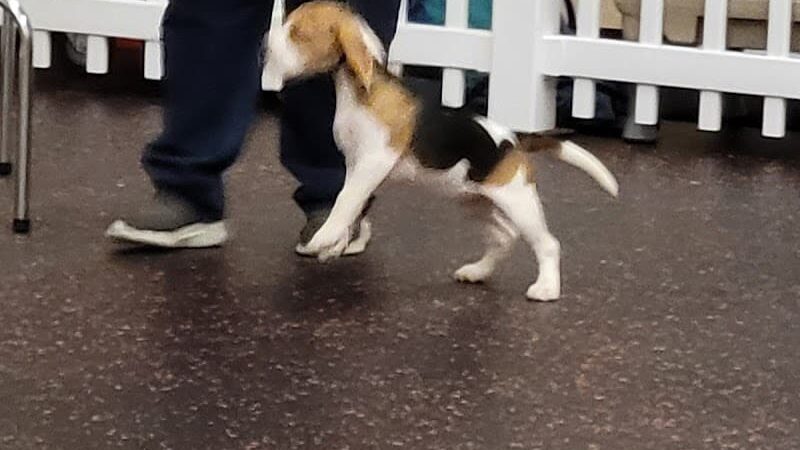 DogPerfect Canine Emporium LLC - Walpole, MA