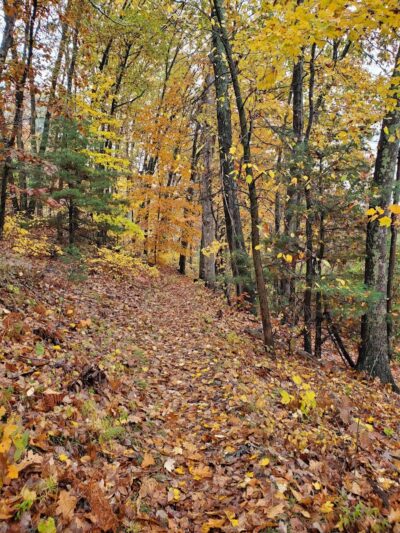 Endean Trail - Walpole, MA