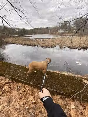 Endean Trail - Walpole, MA