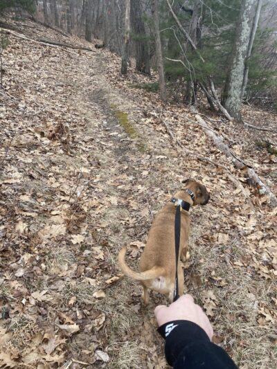 Endean Trail - Walpole, MA