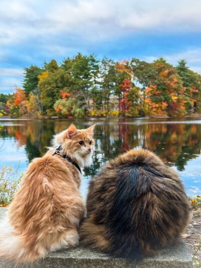 Turner Pond - Walpole, MA