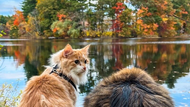 Turner Pond - Walpole, MA