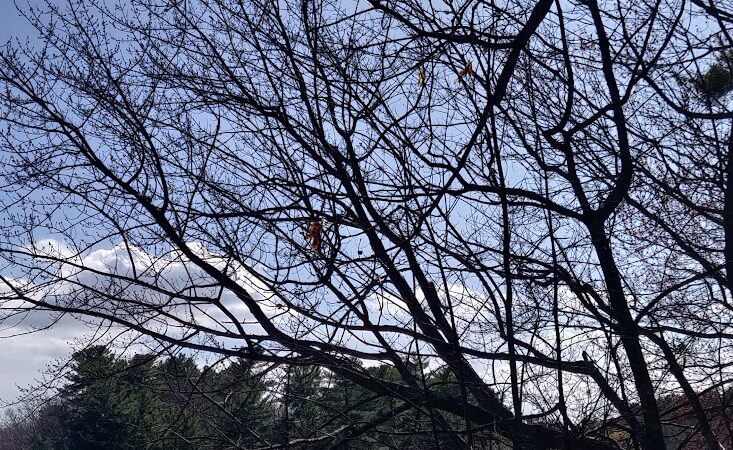 Turner Pond - Walpole, MA