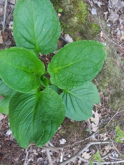 Turner Pond - Walpole, MA