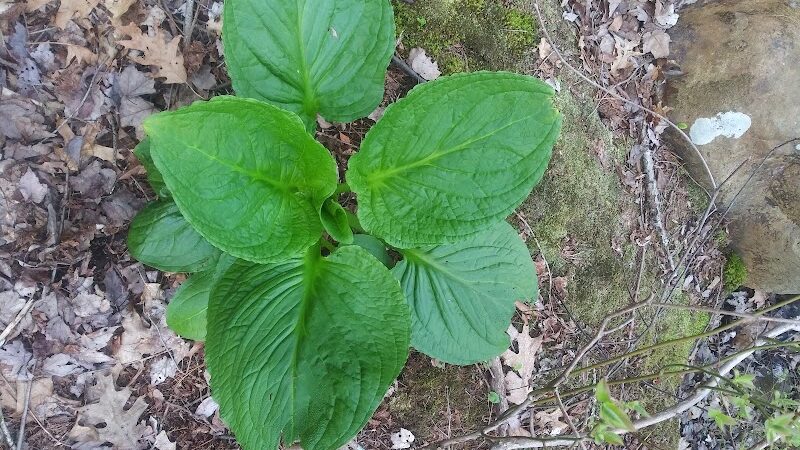 Turner Pond - Walpole, MA