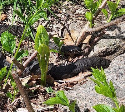 Walpole Town Forest Entrances - Walpole, MA