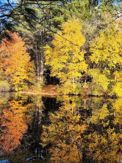 Walpole Town Forest Entrances - Walpole, MA