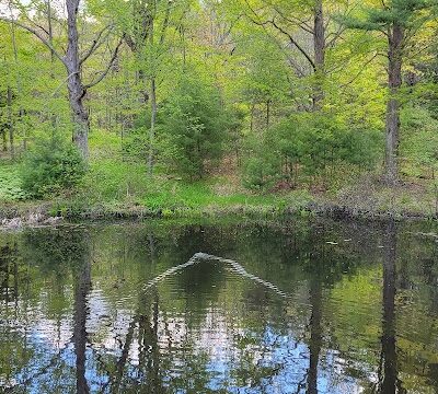 Walpole Town Forest Entrances - Walpole, MA