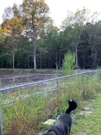 Dawn's Doggie Spot - Walterboro, SC