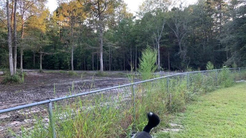 Dawn's Doggie Spot - Walterboro, SC